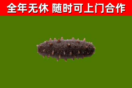 商城县烟酒回收干海参.jpg